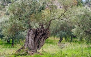 ulivo in giardino