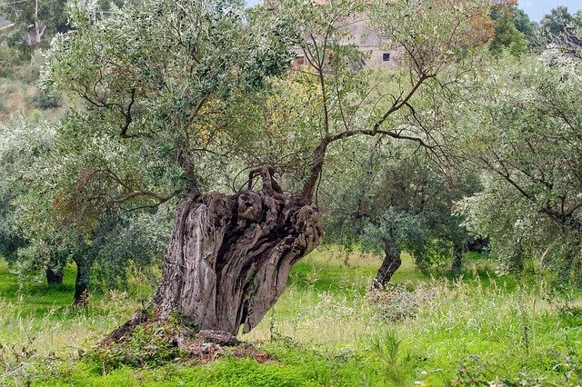 ulivo in giardino